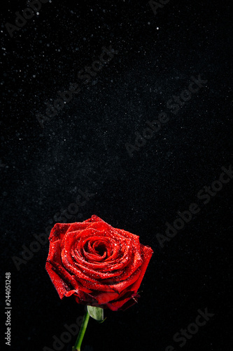 A close-up photograph of a deep red blossoming rose covered in droplets of water in front of a black background witch copy space