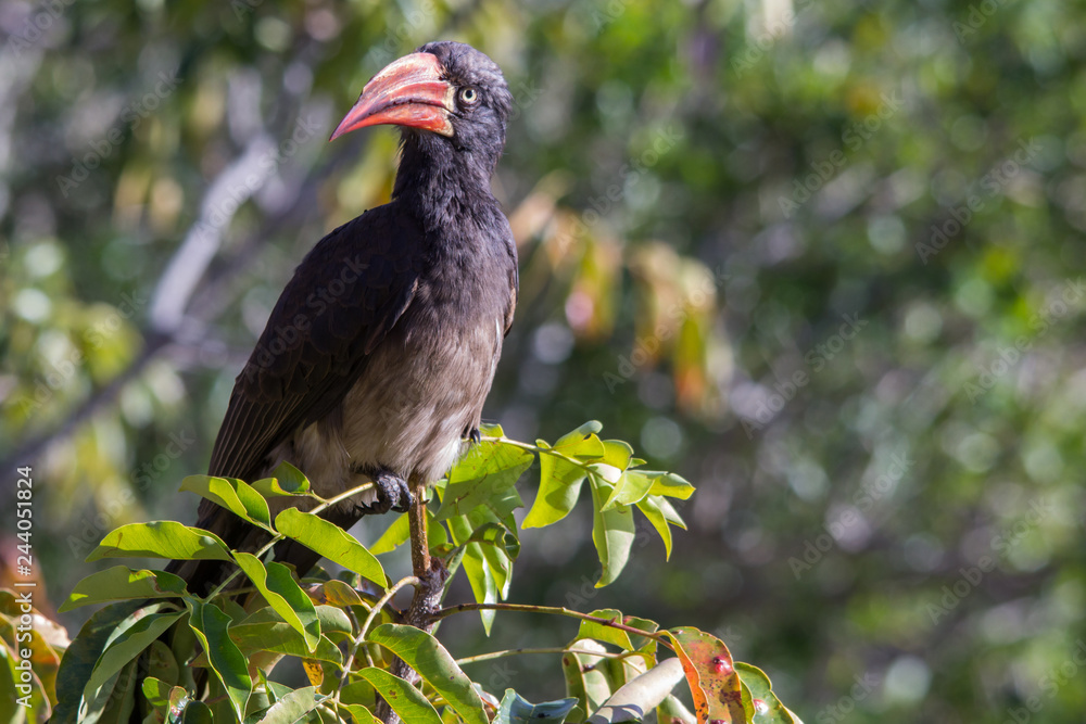 Fototapeta premium crowned hornbill on a branch 