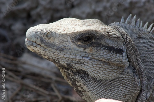 Iguana Close Up