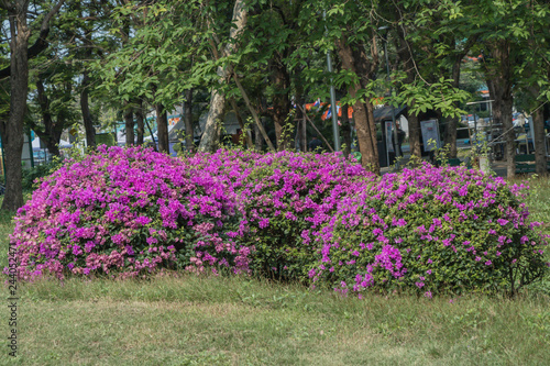 Wallpaper Mural Blooming Magenta bougainvillea flower in a garden. Torontodigital.ca