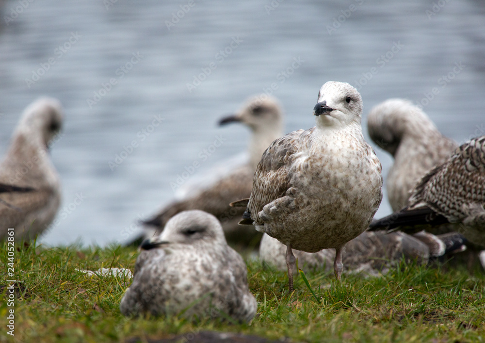 European herring gull (Larus argentatus) on the lake..