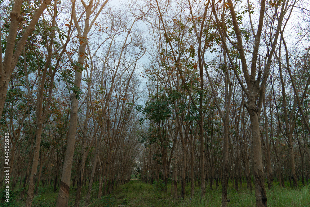 Plantation of Rubber tree in spring at Rayong Thailand. Plantation of Rubber tree in spring at Rayong Thailand.