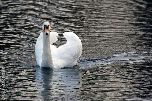  white swan in the lake