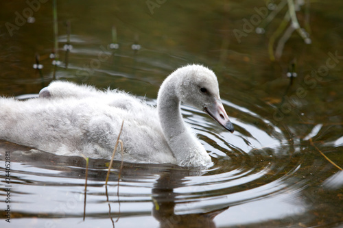 Baby bird of a swan in the lake