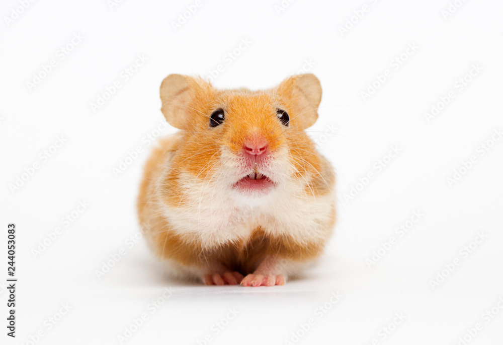 Syrian hamster looking Syrian hamster looking