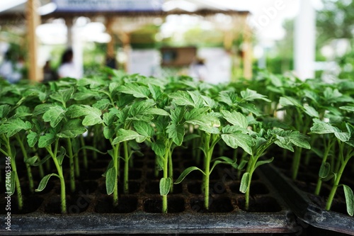 Growing vegetable and flower seedling in seedling tray, agriculture concept