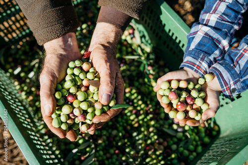 Hands of senior man and boy holding olives photo