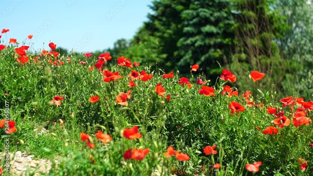 red poppy flowers in the near of Munich in Bavaria Germany. The wind gently plays with them. Slowmotion Video. nature spring background. Blooming Poppies over blue sky on wind. Rural landscape with red poppy flowers in the near of Munich in Bavaria Germany. The wind gently plays with them. Slowmotion Video. nature spring background. Blooming Poppies over blue sky on wind. Rural landscape with