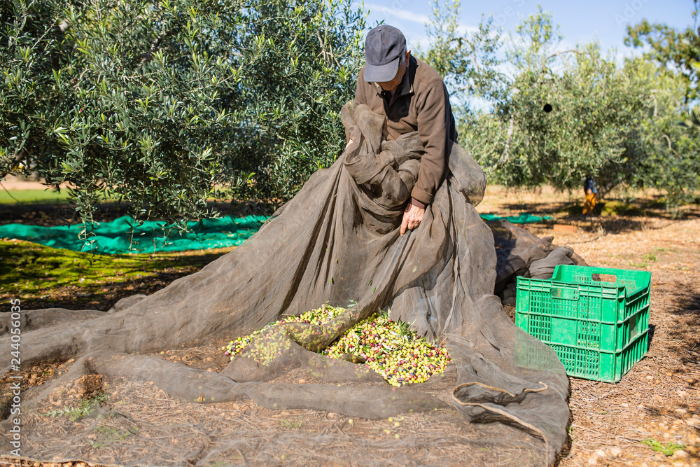 Senior man harvesting olives in orchard Senior man harvesting olives in orchard