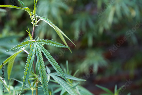 Cannabis Leaf Marihuana Sativa Weed Leaf Plant in Garden