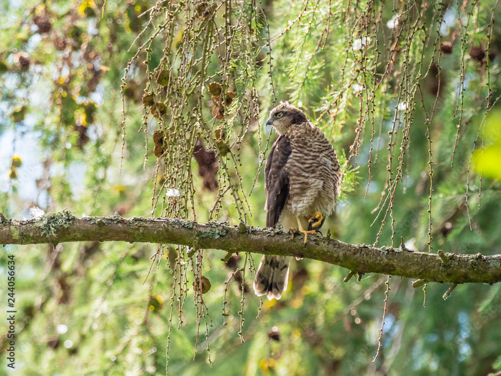 Juvenile Sparrowhawk (Accipiter nisus) on a Branch Juvenile Sparrowhawk (Accipiter nisus) on a Branch