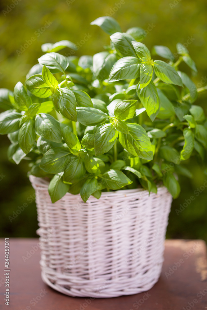 Naklejka premium fresh basil herb in flowerpot in garden