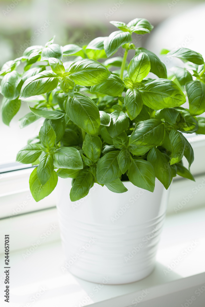 fresh basil herb in flowerpot on window fresh basil herb in flowerpot on window