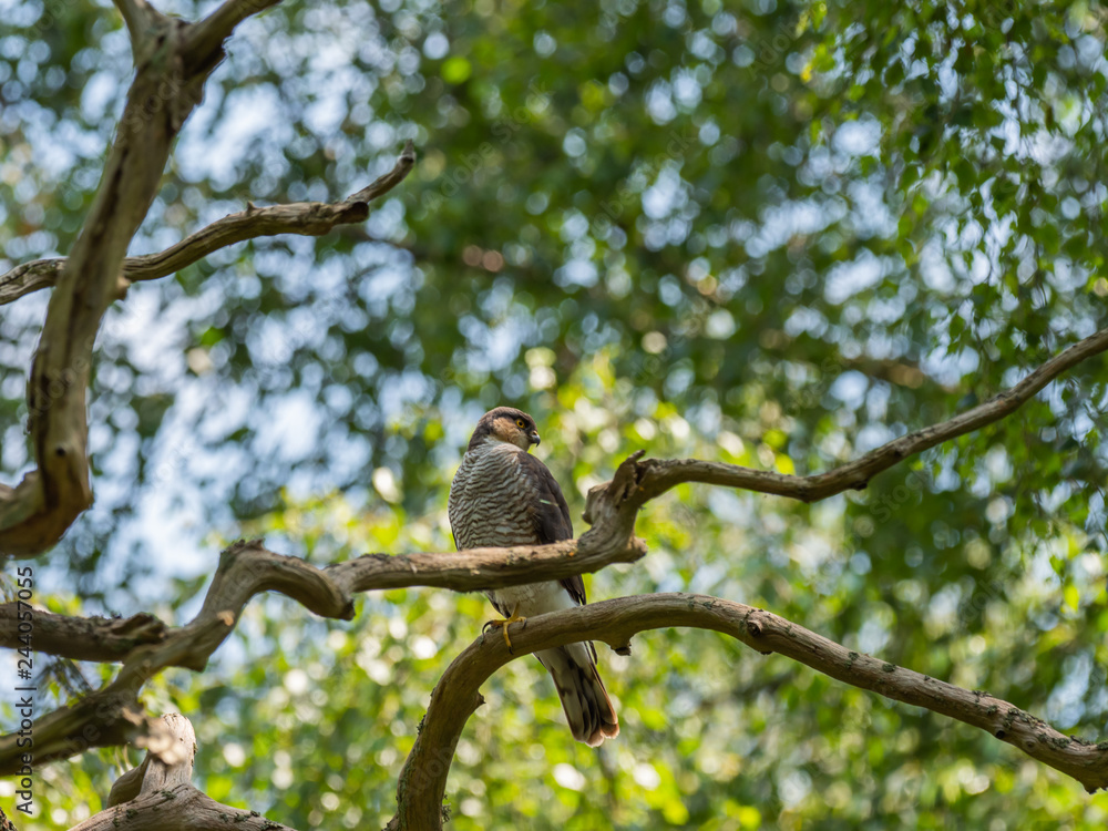 Female Sparrowhawk (Accipiter nisus) on a branch Female Sparrowhawk (Accipiter nisus) on a branch