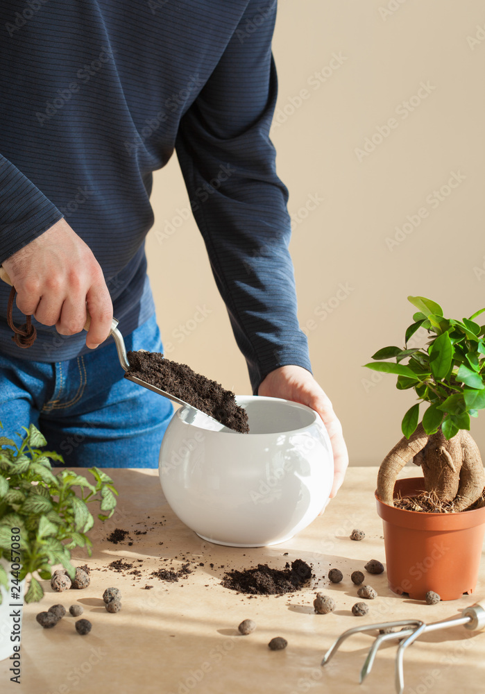 gardening, planting at home. man relocating ficus houseplant