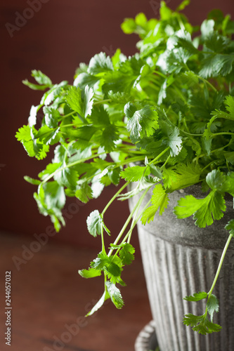 fresh cilantro herb in flowerpot