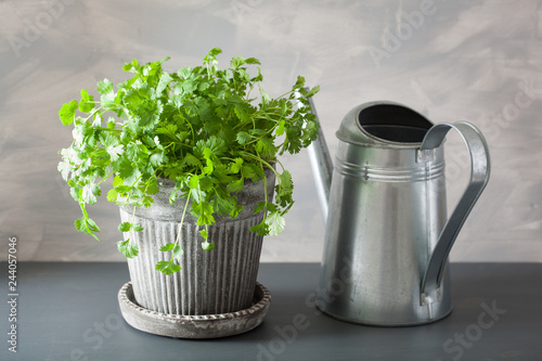 fresh cilantro herb in flowerpot