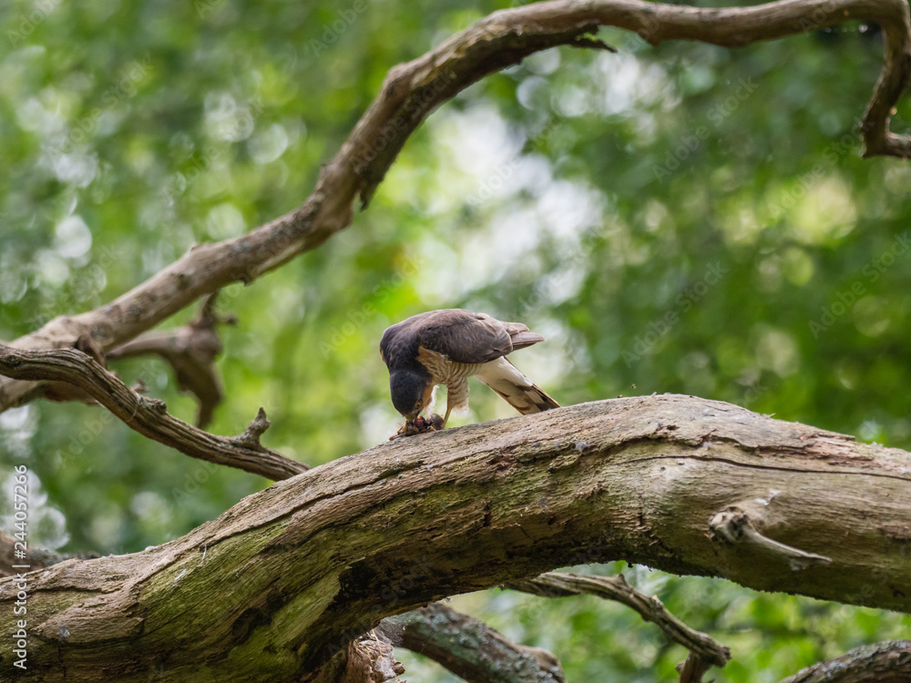 Female Sparrowhawk (Accipiter nisus) with prey Female Sparrowhawk (Accipiter nisus) with prey