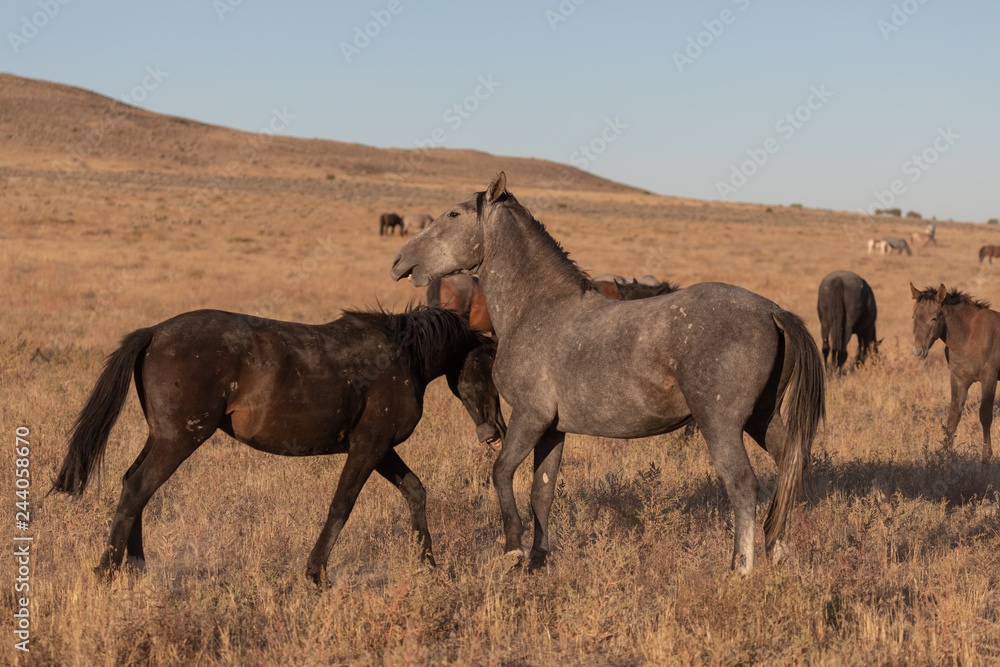 Fototapeta premium Wild Horse Stallions Sparring in the Utah Desert