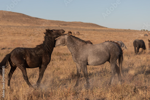 Wild Horse Stallions Sparring in the Utah Desert