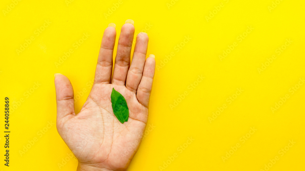 Leaves on hand top view concept save earth Leaves on hand top view concept save earth
