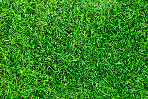 Green grass texture for background. Green lawn pattern and texture background.