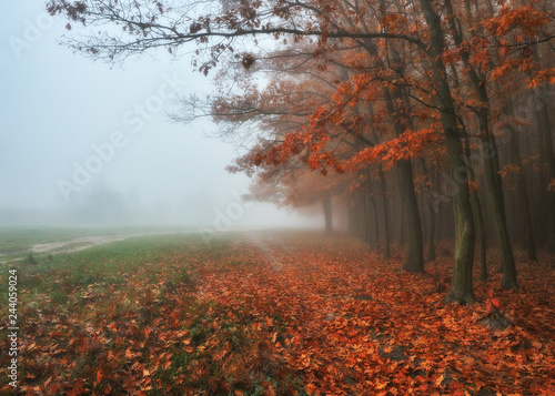 autumn forest. foggy morning in the fairy forest. picturesque morning
