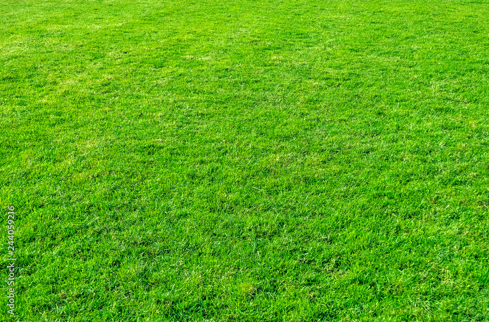 Background of green grass field. Green grass pattern and texture. Background of green grass field. Green grass pattern and texture.