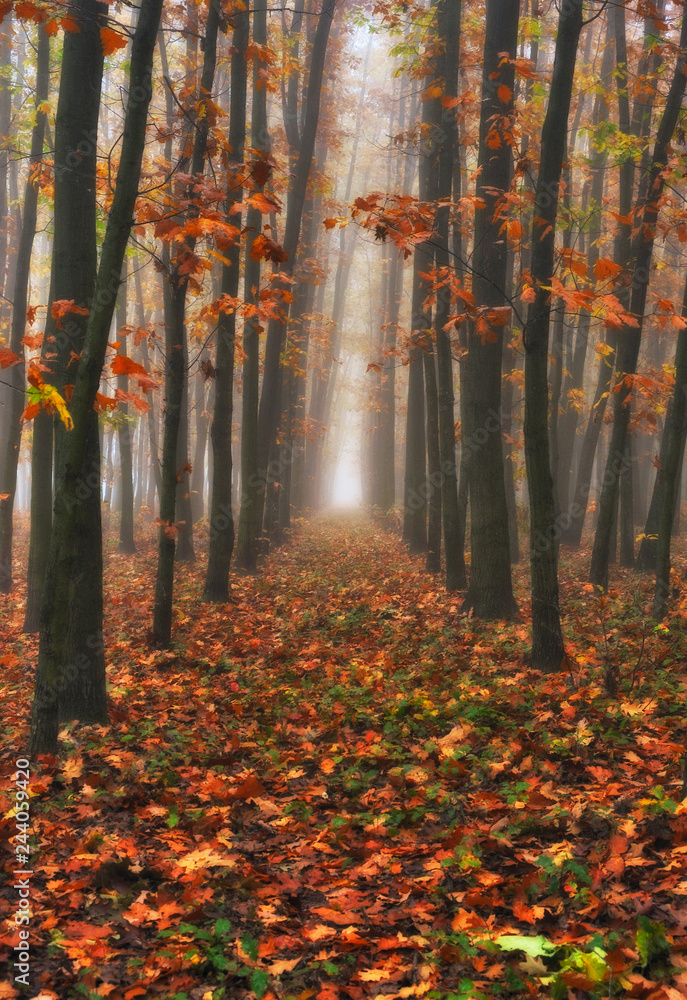 Fototapeta premium autumn forest. foggy morning in the fairy forest. picturesque morning 