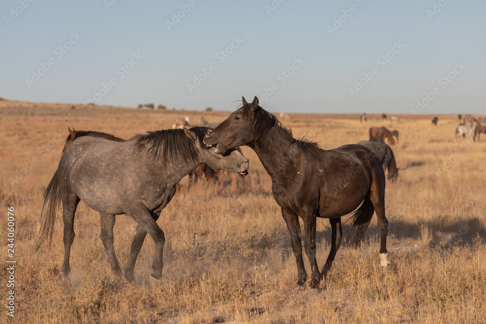 Wild Horse Stallions Sparring in the Utah Desert