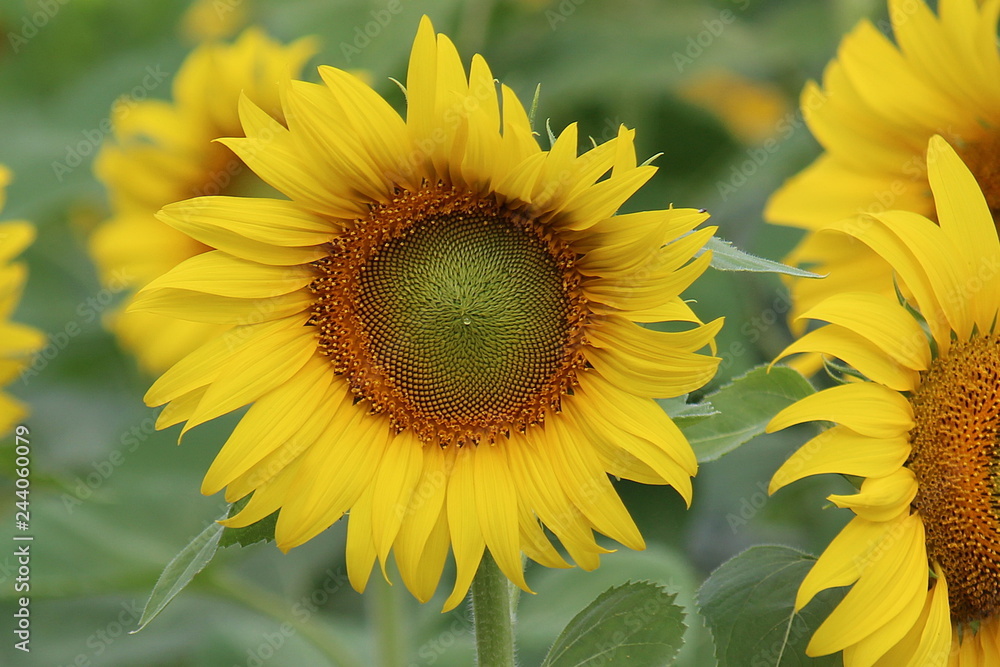Fototapeta premium Sunflower, the flower is spherical and big, Thai people call TAN-TA-WAN.