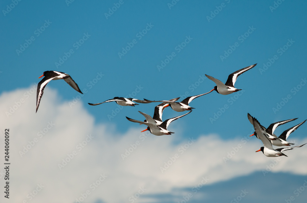 Fototapeta premium Austernfischer im Flug