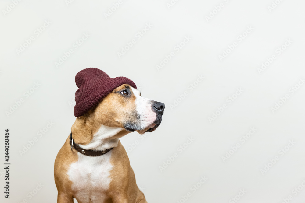 Funny dog in red hipster knit hat. Staffordshire terrier looks at copy space, winter accessories or seasonal concept