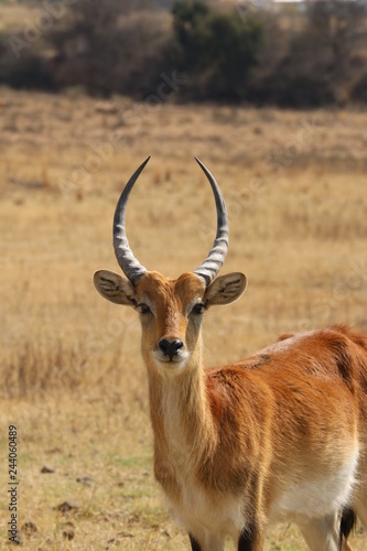 Junger Lechwe Bulle