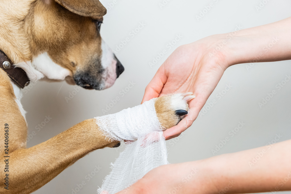 Dog bandage store for paw