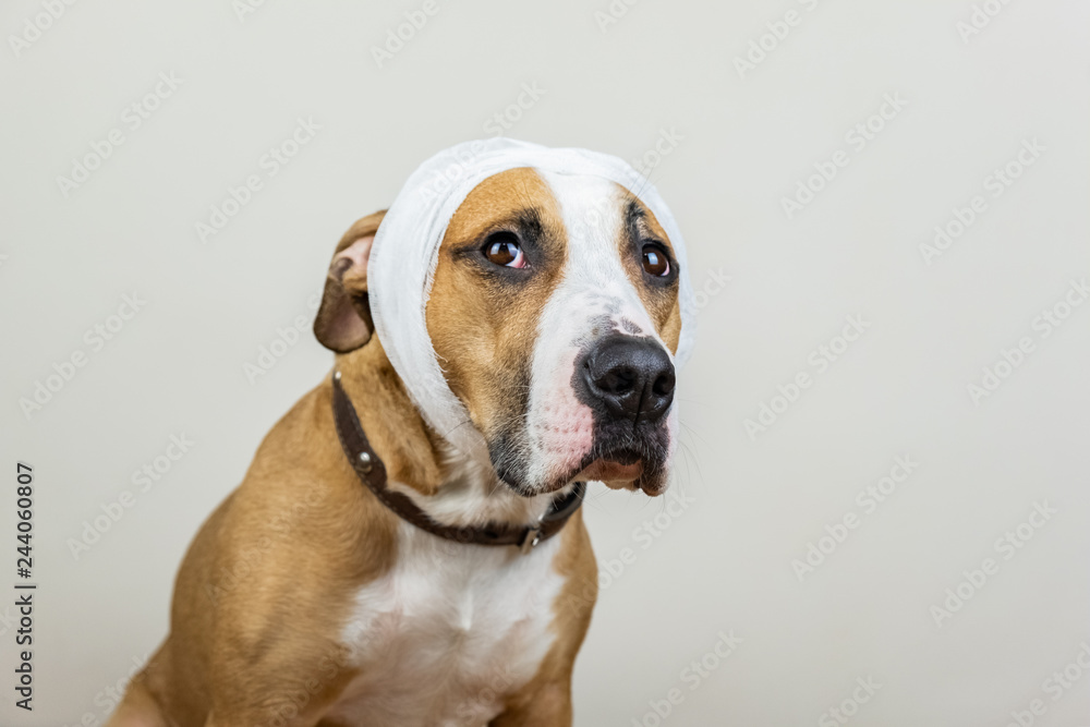 Sick or wounded pet concept. Portrait of dog with bandaged head at white background