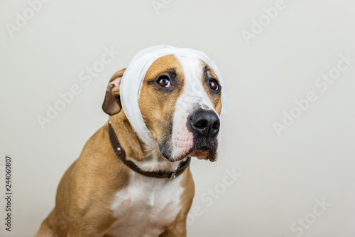 Fototapeta Naklejka Na Ścianę i Meble -  Sick or wounded pet concept. Portrait of dog with bandaged head at white background