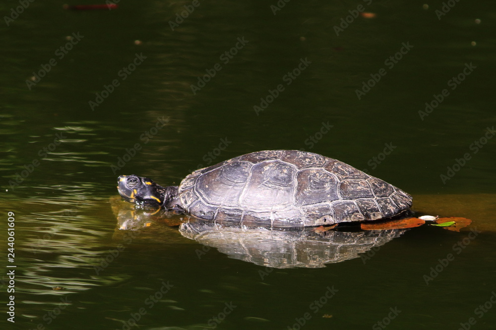 Obraz premium Jabuti