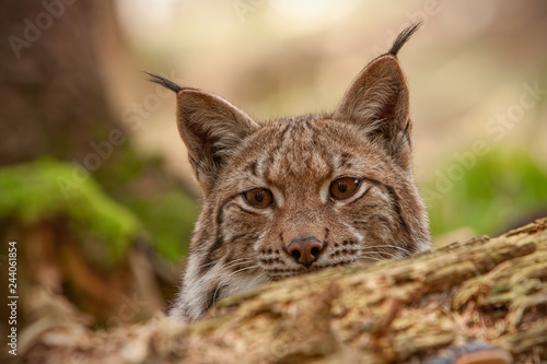 Detailed close-up of hiding adult eursian lynx on a hunt in autmn forest. Endangered mammal predator hiding in natural environment. Wildlife scenery with camouflaged animal.