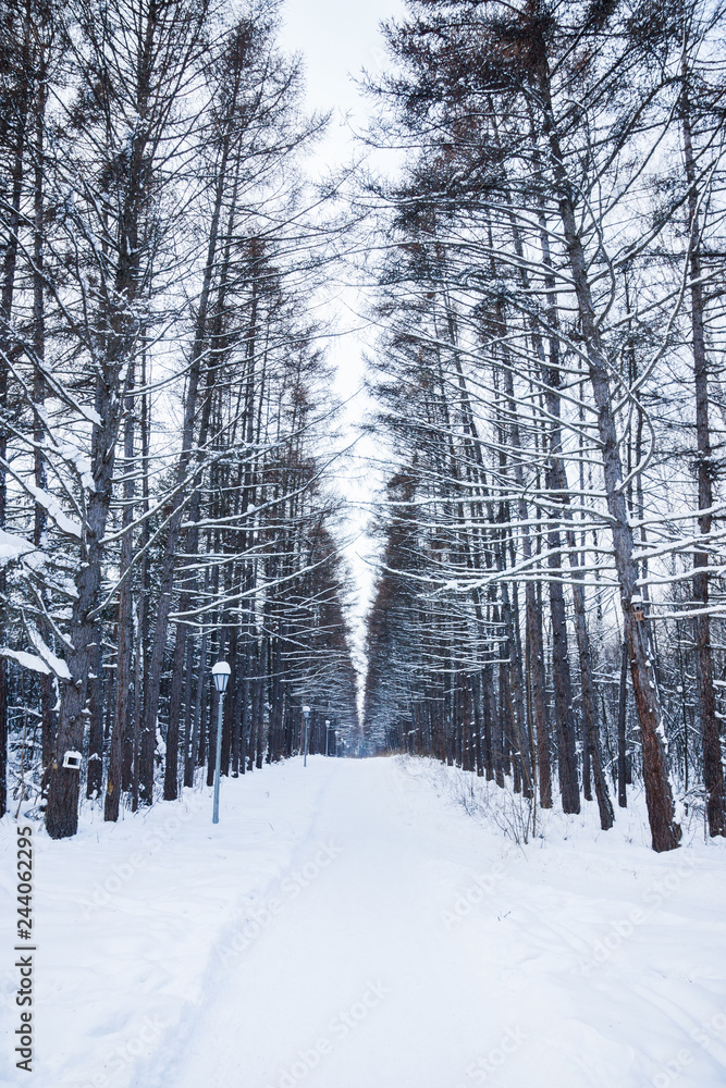 Fototapeta premium Beautiful winter in pine forest. Winter lanscape.