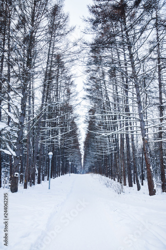 Beautiful winter in pine forest. Winter lanscape.