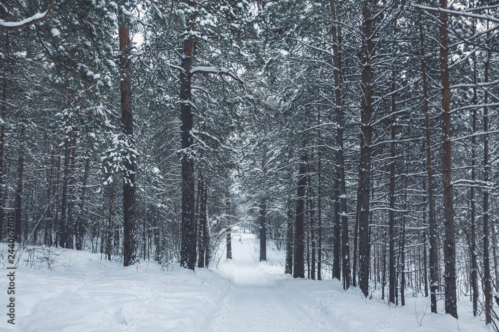 Beautiful winter in pine forest. Winter lanscape. Beautiful winter in pine forest. Winter lanscape.