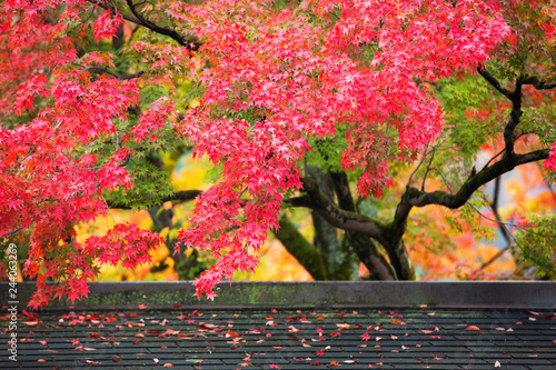 Φωτογραφία Colorful japanese maple leaves during momiji season at Kinkakuji garden, Kyoto,