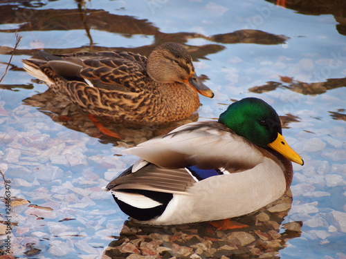 Billede på lærred A couple of ducks are swimming in the pond