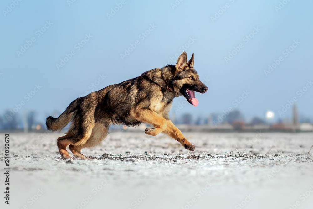 german shepherd dog puppy winter walk fun runs through the snow