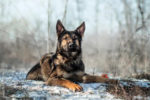 german shepherd dog puppy winter walk beautiful portrait