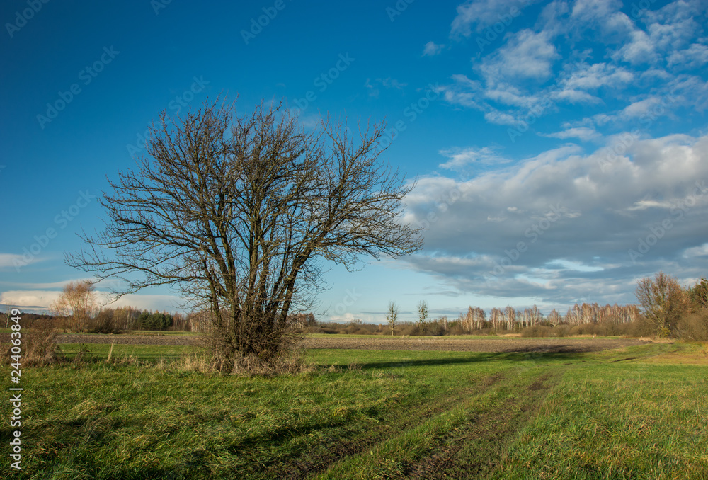 Beautiful big bush with no leaves growing in the field Beautiful big bush with no leaves growing in the field