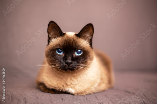 Portrait of the siamese cat over blurred brown background © bymandesigns