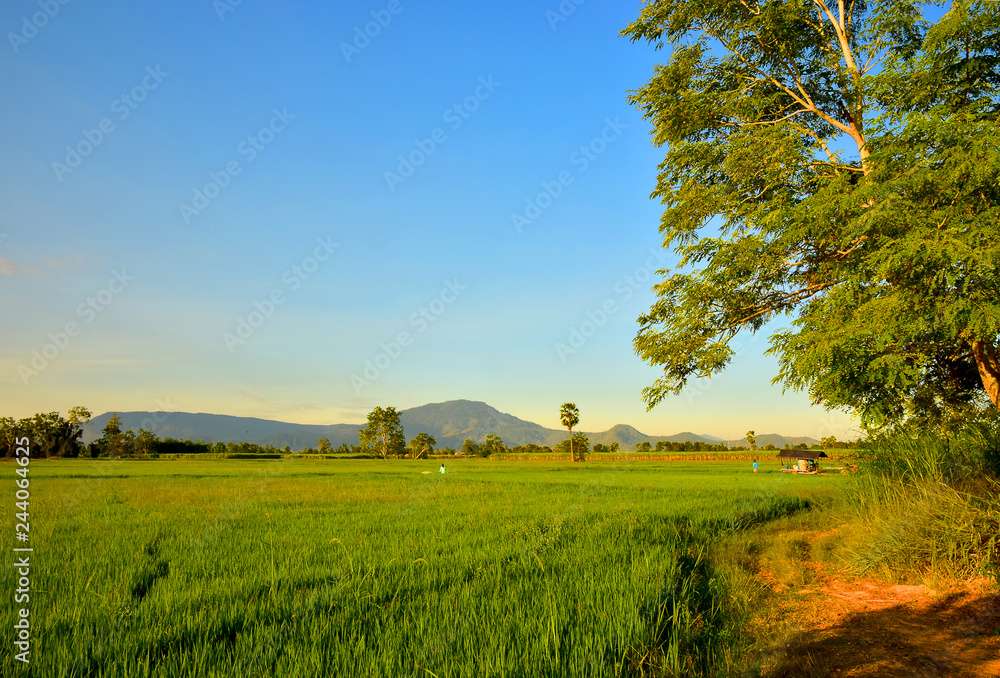The Rice field and mountain with the sky