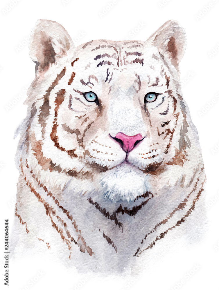 watercolor drawing white tiger head, blue eyes Stock Illustration ...